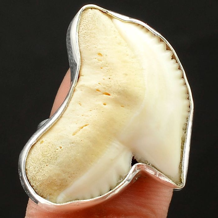 Natural Genuine Shark Teeth Ring size-8 SDR75850 R-1001, 19x26 mm